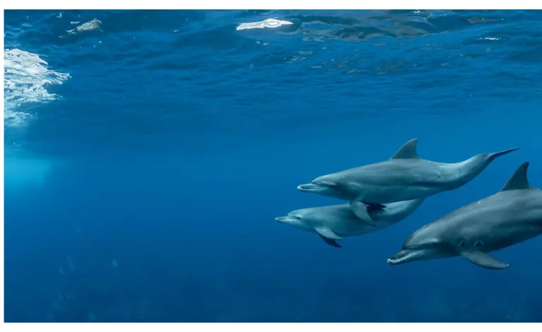 Dolphins