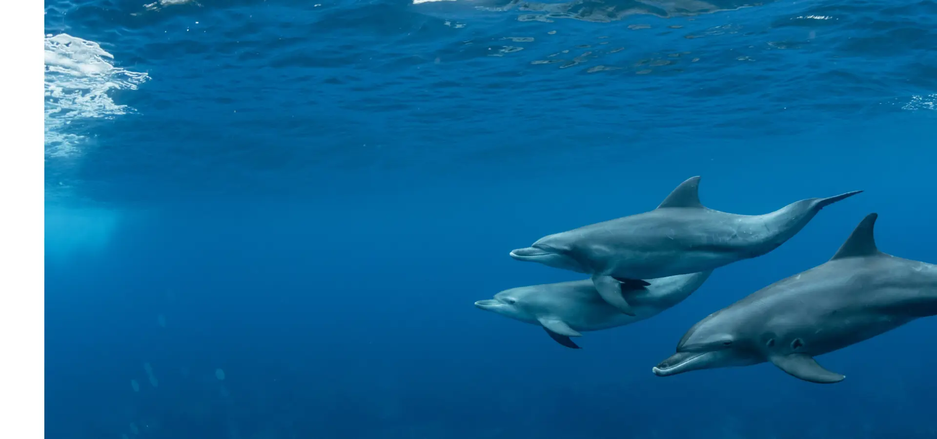 Dolphins